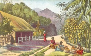 Scen i en kakaoplantage (färg litho) av English School