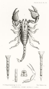 Scorpions from Somaliland, illustration från The Hope Reports, Vol. II, 1897-1900., redigerad av Edward B. Poulton, Oxford, 1901 av English School