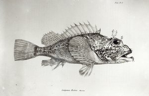 Skorpionfisk, tavla 8 från "The Zoology of the Voyage of the H.M.S Beagle, 1832-36" av Charles Darwin. av English School