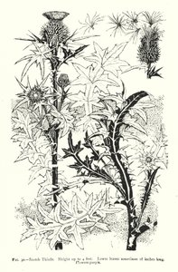 Scotch Thistle; Höjd upp till 4 fot; Nedre blad ibland 18 tum långa; Blommor lila (gravyr) av English School