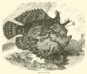 Piggsvin (gravyr) av English School
