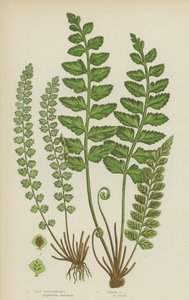 Havsmjältört, grön mjältört (färg litho) av English School