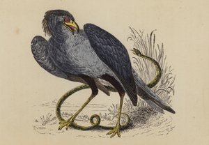 Sekreterarfågel (färglitografi) av English School