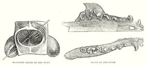 Civets utsöndrande organ, Civetens tänder (gravyr) av English School