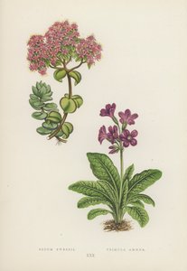 Sedum Ewersii; Primula Amoena (färglitografi) av English School