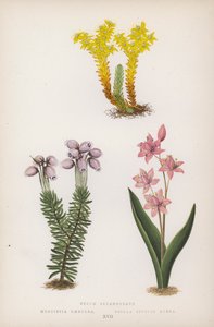 Sedum Sexangulare; Menziesia Scilla Bifolia Röd (färg litho) av English School