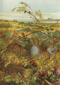 September och oktober, fågelvilt