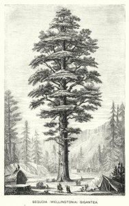 Sequoia (Wellingtonia) Gigantea (gravyr) av English School