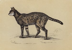 Serval (färglitografi) av English School