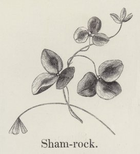 Shamrock (gravyr) av English School