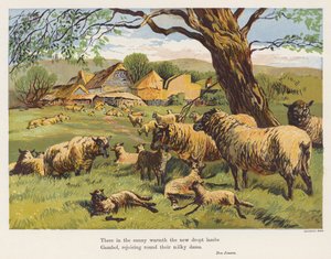 Får och lamm (färglitografi) av English School