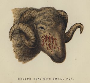 Fårhuvud med smittkoppor (färg litho) av English School
