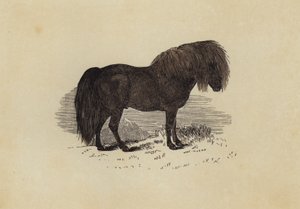 Shetlandsponny (färg litho) av English School
