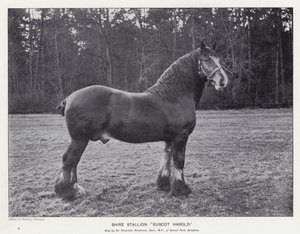 Shire Stallion "Buscot Harold" (litho) av English School