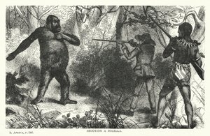 Att skjuta en gorilla (gravyr) av English School