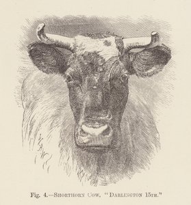 Shorthornko, "Darlington 15th" (gravyr) av English School