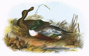 Shoveler av English School