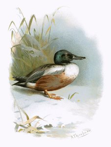 Shoveler