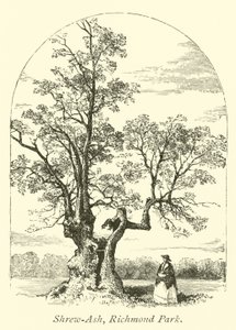 Shrew-Ash, Richmond Park av English School