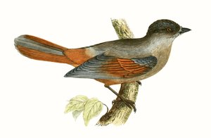 Siberian Jay, illustration från "A History of the Birds of Europe Not Observed in the British Isles" av Charles Robert Bree (1811-86), publicerad 1867