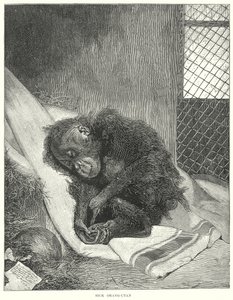 Sjuk orangutang (gravyr) av English School