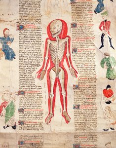 Skelett, från De arte phisicali e de cirugia av John Ardene, 1412 av English School