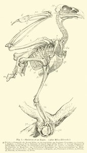 Skeleton of an Eagle, efter Milne-Edwards av English School