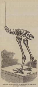 Skelett av Dinornis, i Museum of the Royal College of Surgeons (gravyr) av English School