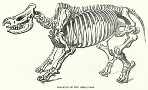 Rhinoceros skelett (gravyr) av English School