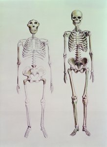 Skelett av Australopithecus Boisei och Homo Sapiens av English School