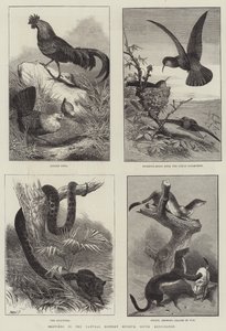 Skisser i Natural History Museum, South Kensington (gravyr) av English School