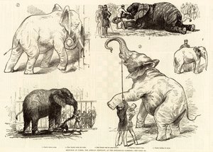 Skisser av Jumbo, den afrikanska elefanten, vid Zoological Gardens av English School