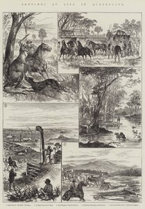 Sketches of Life in Queensland (gravyr) av English School