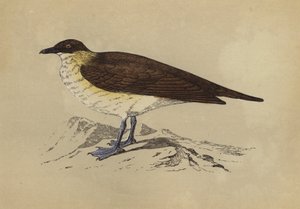 Skua (färglitografi) av English School