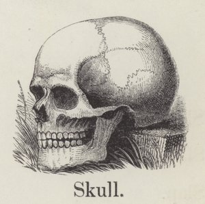 Skalle (gravyr) av English School