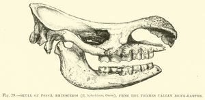 Skull of Fossil Rhinoceros (R leptorhinus, Owen), från Thames Valley Brick-earths av English School