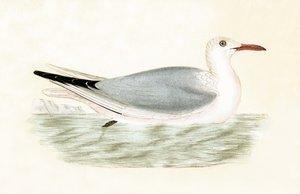 Slender Billed Gull, illustration från "A History of the Birds of Europe Not Observed in the British Isles" av Charles Robert Bree (1811-86), publicerad 1867 (lito i färg)