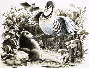 Slumm die Ratte glaubt, er hat Glück, als er einige Rebhuhneier findet