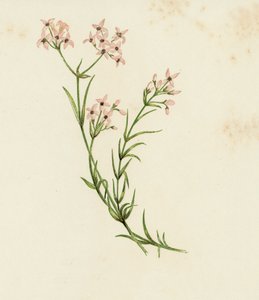 Liten skogsruff, Asperula Cynanchica (färg litho) av English School