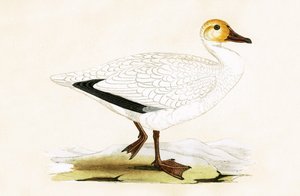 Snow Goose, illustration från "A History of the Birds of Europe Not Observed in the British Isles" av Charles Robert Bree (1811-86), publicerad 1867 av English School