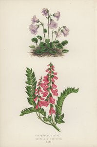 Soldanella Alpina; Hedysarum Obscurum (färglitografi) av English School