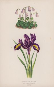 Soldanella Minima; Iris Reticulata (färg litho) av English School
