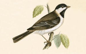 Sombre Tit, illustration från "A History of the Birds of Europe Not Observed in the British Isles" av Charles Robert Bree (1811-86), publicerad 1867 av English School