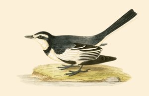 Sombre wagtail, illustration från "A History of the Birds of Europe Not Observed in the British Isles" av Charles Robert Bree (1811-86), publicerad 1867 av English School