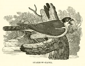 Sparrow-Hawk (gravyr) av English School