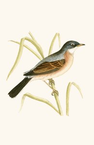 Glasögon sångare, illustration från "A History of the Birds of Europe Not Observed in the British Isles" av Charles Robert Bree (1811-86), publicerad 1867 av English School