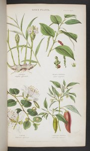 Spice Plants, från "A Manual of Indian Botany" av English School