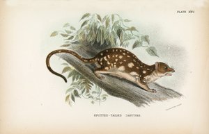 Fläckig stjärtmes av English School