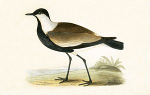 Spur Winged Plover, illustration från "A History of the Birds of Europe Not Observed in the British Isles" av Charles Robert Bree (1811-86), publicerad 1867 av English School