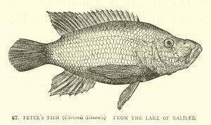 St Peters Fish (Chromis Simonis), från Galileiska sjön av English School